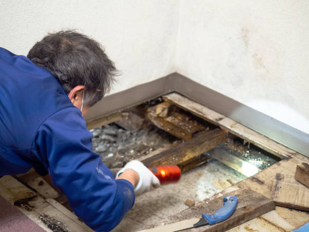 Best Mold Testing  in Newtown, OH