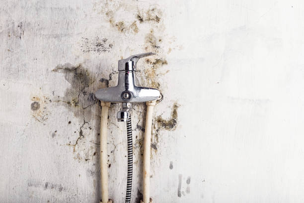 Best Affordable Mold Removal  in Newtown, OH