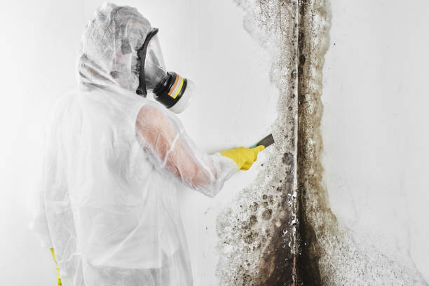 Mold Removal and Inspection in Newtown, OH