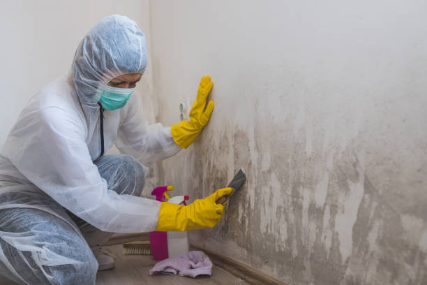 Best Toxic Mold Removal  in Newtown, OH