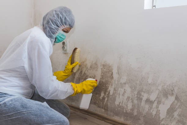 Professional Mold Removal in Newtown, OH