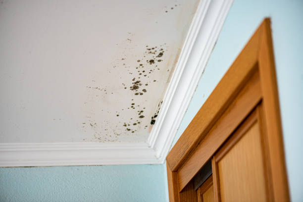 Best Mold Removal Company Near Me  in Newtown, OH