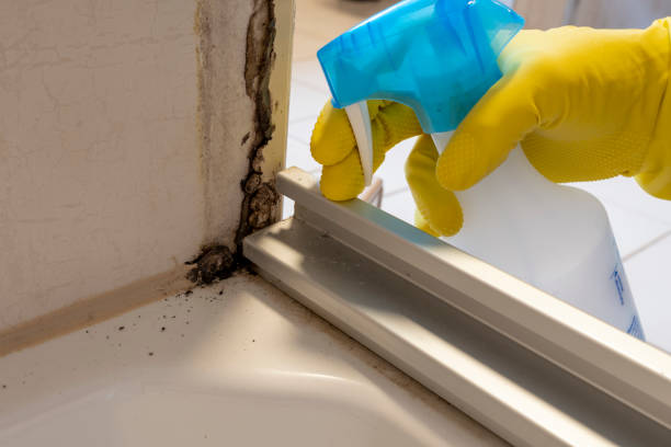 Best Best Mold Removal Companies  in Newtown, OH
