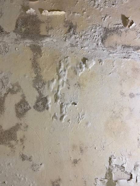 Best Mold Inspection  in Newtown, OH