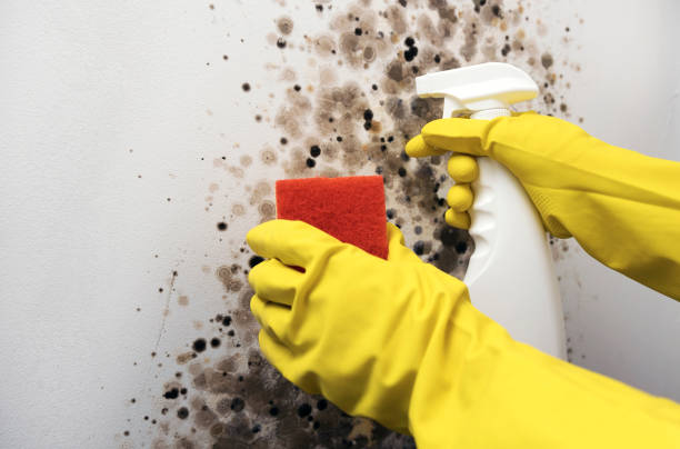 Best Emergency Mold Removal  in Newtown, OH