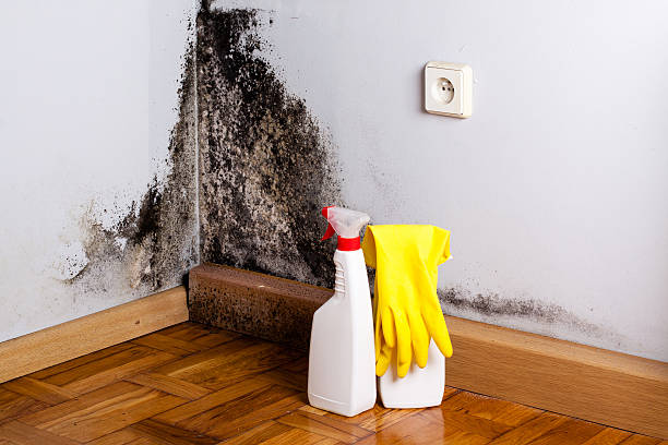 Best Certified Mold Removal  in Newtown, OH